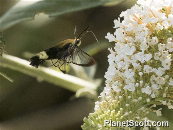 Rocky Mountain Clearwing (Hemaris thetis)