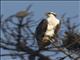 Osprey (Pandion haliaetus)