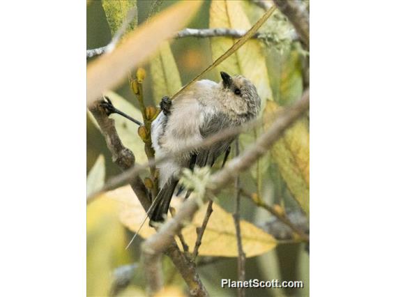 Bushtit (Psaltriparus minimus)