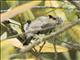 Bushtit (Psaltriparus minimus)