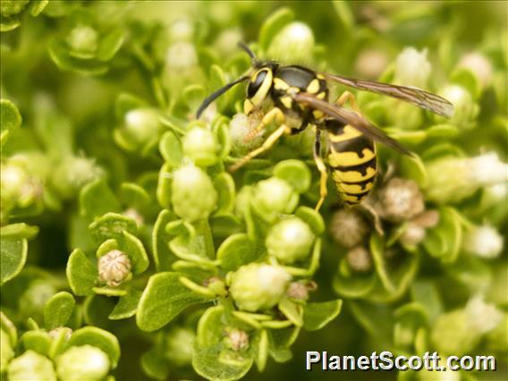 Western Yellowjacket (Vespula pensylvanica)