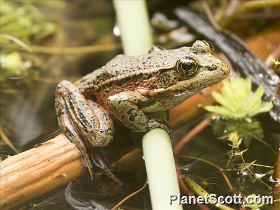 California Red-legged Frog (Rana draytonii)