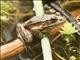 California Red-legged Frog (Rana draytonii)