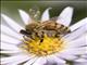 Western Honeybee (Apis mellifera)