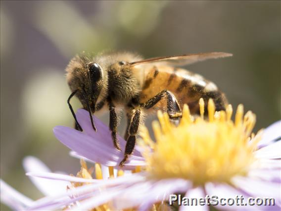 Western Honeybee (Apis mellifera)