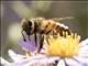 Western Honeybee (Apis mellifera)