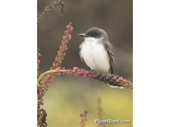 Eastern Kingbird (Tyrannus tyrannus)