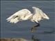 Snowy Egret (Egreta thula)