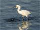 Snowy Egret (Egreta thula)