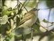 Red-eyed Vireo (Vireo olivaceus)