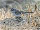 Black-throated Sparrow (Amphispiza bilineata)