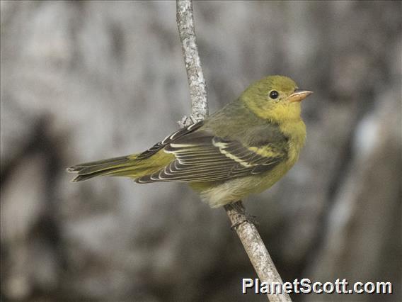 Western Tanager (Piranga ludoviciana)