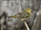 Western Tanager (Piranga ludoviciana)