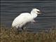 Snowy Egret (Egretta thula)