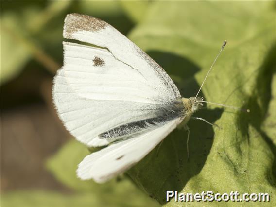 Cabbage White (Pieris rapae)