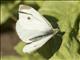 Cabbage White (Pieris rapae)