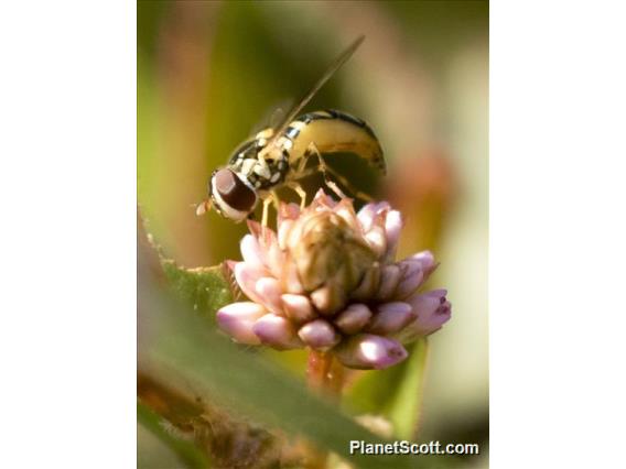 Oblique Stripetail Hoverfly (Allograpta obliqua)