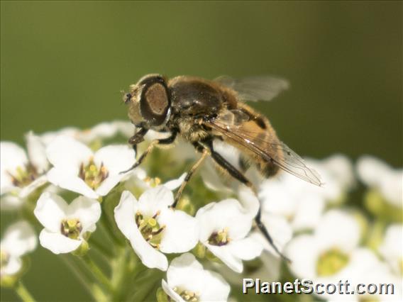 European Drone Fly (Eristalis arbustorum)