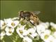 European Drone Fly (Eristalis arbustorum)