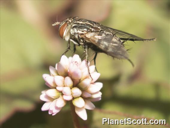 Blow Fly (blowfly ssp)