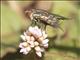 Blow Fly (blowfly ssp)