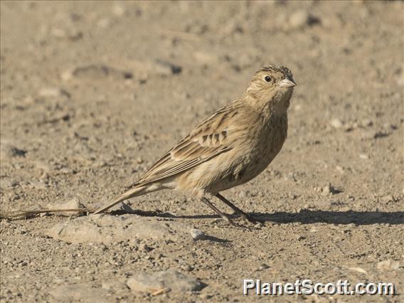 Chestnut-collared Longspur (Calcarius ornatus)