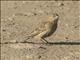 Chestnut-collared Longspur (Calcarius ornatus)