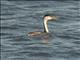 Clarks Grebe (Aechmophorus clarkii)