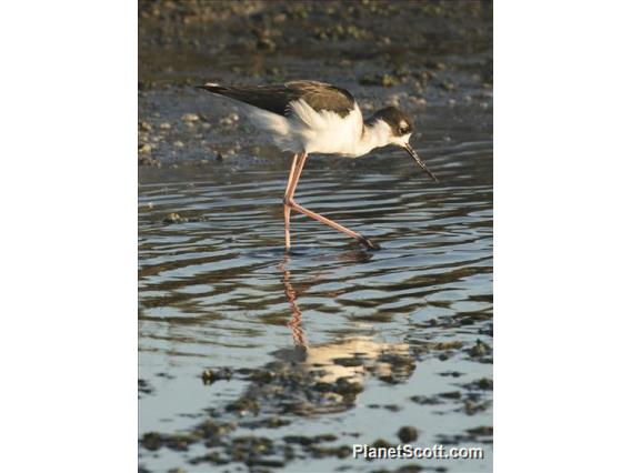 Black-necked Stilt (Himantopus mexicanus)