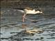 Black-necked Stilt (Himantopus mexicanus)