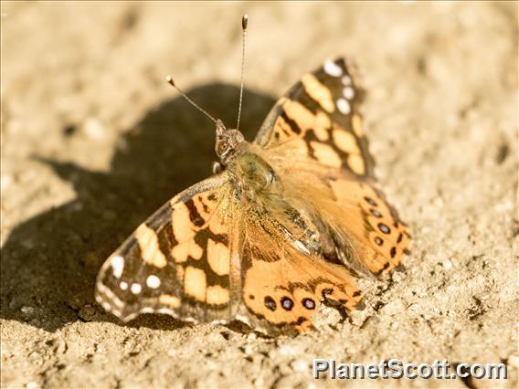 West Coast Lady (Vanessa annabella)