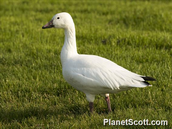 Ross's Goose (Anser rossii)