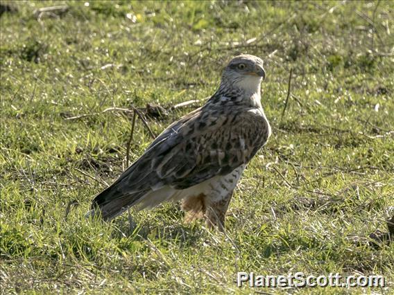 Ferruginous Hawk (Buteo regalis)