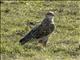 Ferruginous Hawk (Buteo regalis)