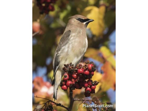 Cedar Waxwing (Bombycilla cedrorum)