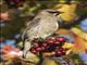 Cedar Waxwing (Bombycilla cedrorum)