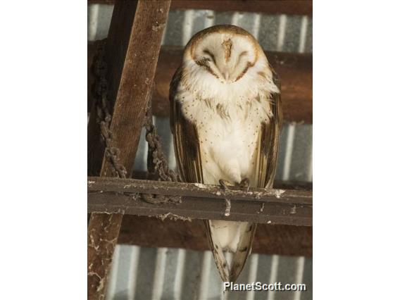 American Barn Owl (Tyto furcata)