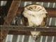 American Barn Owl (Tyto furcata)