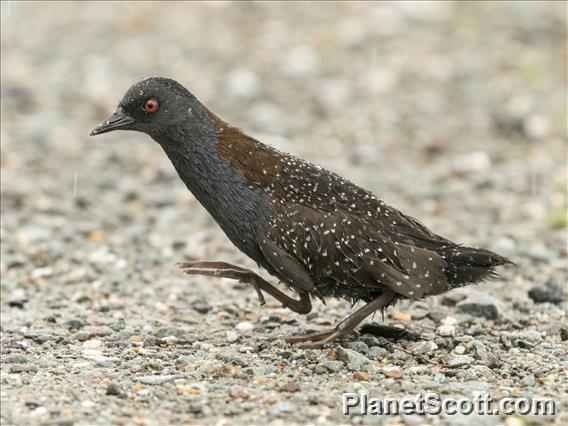 Black Rail (Laterallus jamaicensis)