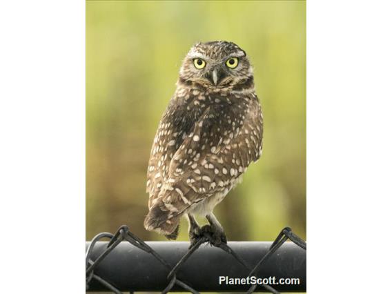 Burrowing Owl (Athene cunicularia)