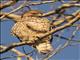 Red-shouldered Hawk (Buteo lineatus)