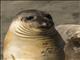 Northern Elephant Seal (Mirounga angustirostris) - Young Male