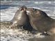 Northern Elephant Seal (Mirounga angustirostris)