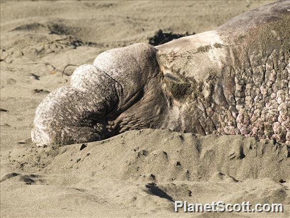 Northern Elephant Seal (Mirounga angustirostris)