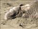 Northern Elephant Seal (Mirounga angustirostris)