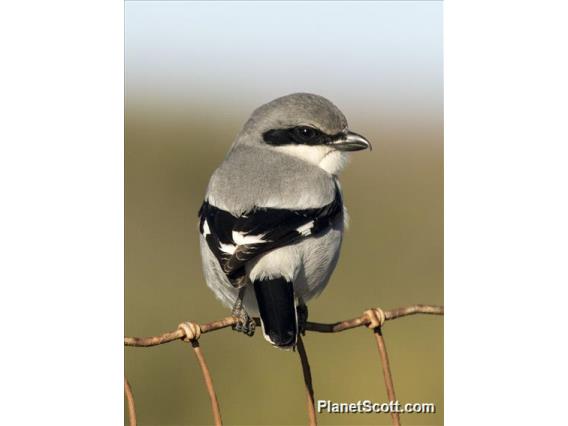 Loggerhead Shrike (Lanius ludovicianus)