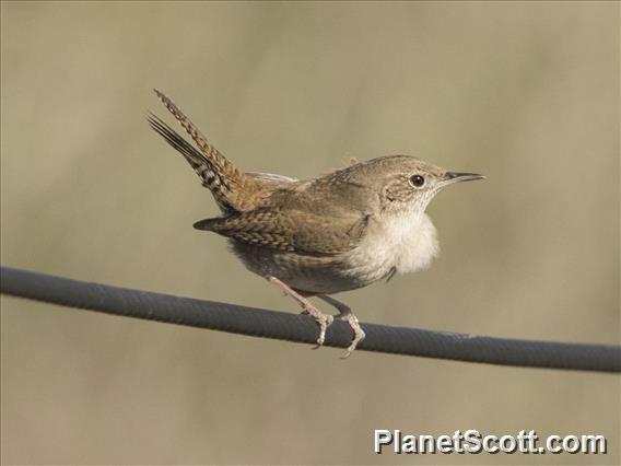 Northern House Wren (Troglodytes aedon)