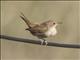 House Wren (Troglodytes aedon)