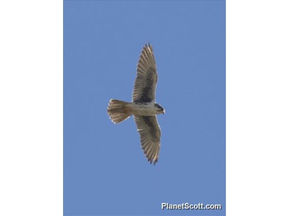 Prairie Falcon (Falco mexicanus)