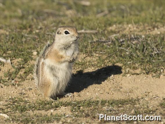 Nelson's Antelope Squirrel (Ammospermophilus nelsoni)